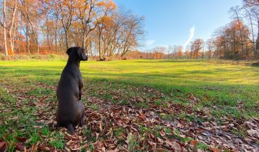 Hundespaziergang Feld Herbst