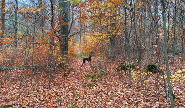 Hundespaziergang Wald Herbst Hund