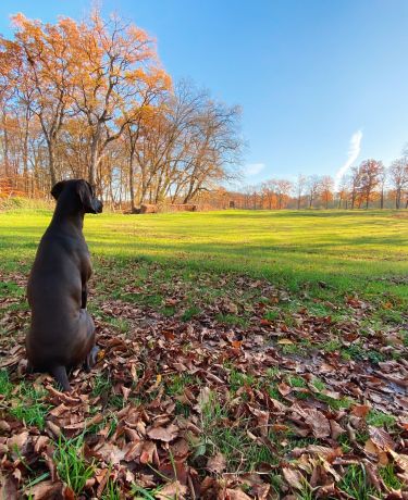 Hundespaziergang Feld Herbst