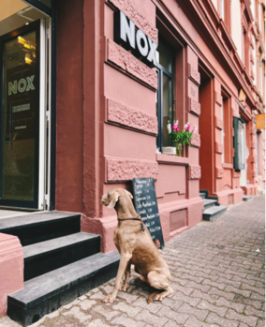 Ein Hund wartet vor dem Nox