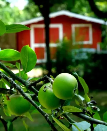 Garten Apfel