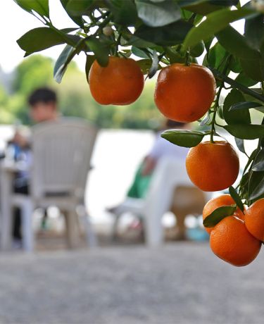 Orangenbäumchen mit Grüchten, dahinter Menschen auf Gartenstühlen