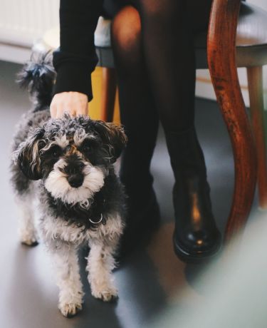 Schnoodle