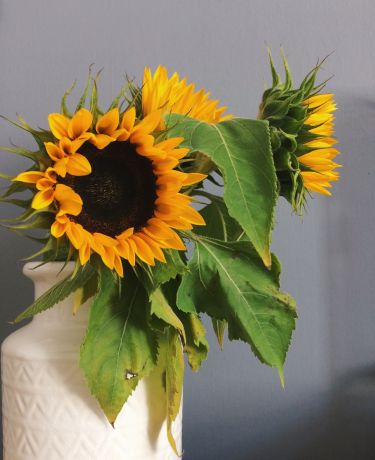 Sonnenblumen