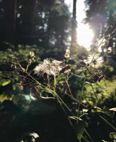 Taunus 1